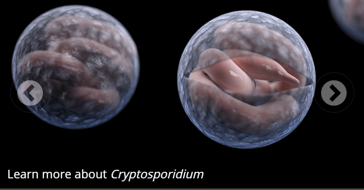 ký sinh trùng mới có tên Cryptosporidium (hay còn được gọi tắt là Crypto)